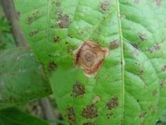 成都桃苗基地轮纹病是什么样的？