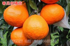 四川柑橘苗批发是如何进行科学施肥的