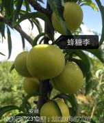 蜂糖李树苗的种植技术和前期该如何管理