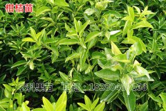 四川柑橘苗基地如何管理柑橘幼树