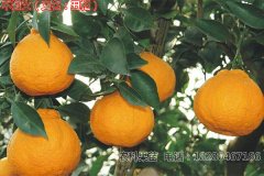 四川春见柑橘的功效与作用