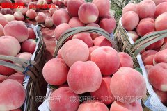 四川桃树苗木栽培早果丰产技术措施