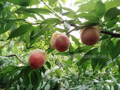 四川桃树苗真菌性穿孔病症状与防治方法