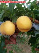 四川桃子苗种植如何防治病虫害？