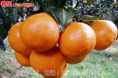 四川柑橘苗病虫害之潜叶蛾的防治