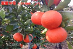 四川春见苗批发带您了解春见的功效与作用