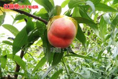 四川桃子苗厂家是如何培育杨桃苗的