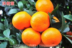 四川沃柑树苗的移栽方法
