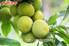 成都李子苗基地之李子树修剪知多少