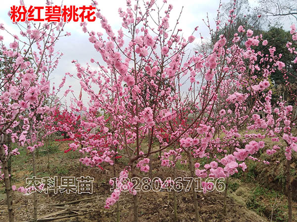 粉红碧观赏桃花